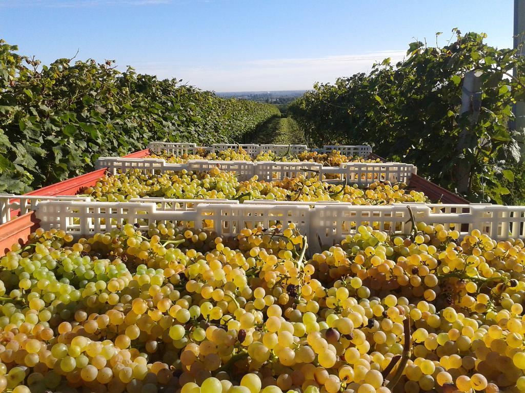 Agriturismo E Cantina La Sabbiona 파엔차 외부 사진